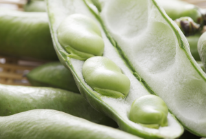 fava beans