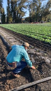 Frank martinon in farm