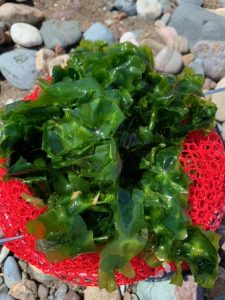 fresh sea lettuce