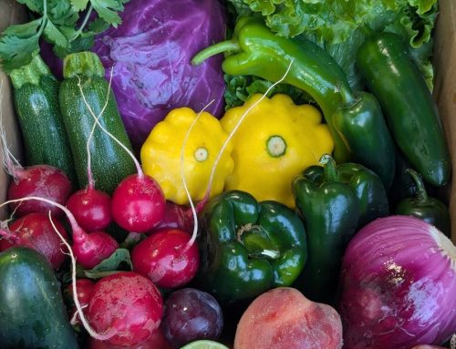 Get Ready to Stuff, Grill & Salsa Your Way Through Summer! Harvest Boxes July 21-24, 2026